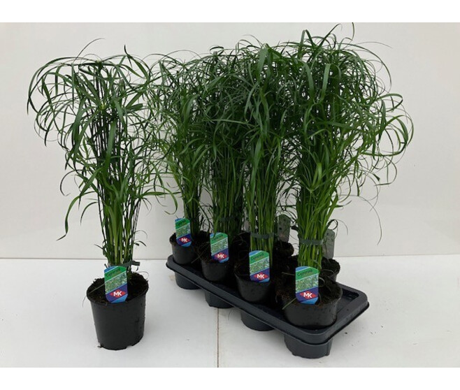 CYPERUS ALTERNIFOLIUS