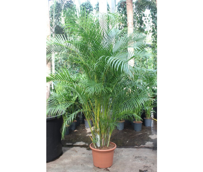ARECA CHRYSALIDOCARPUS