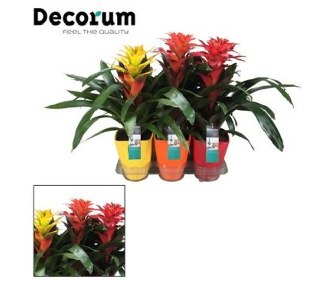 GUZMANIA SQUAROSA VARIE CERAM