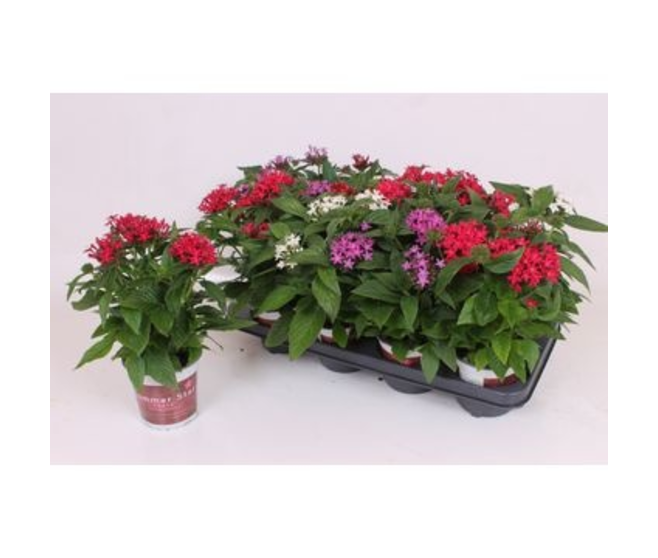 PENTAS VARIE
