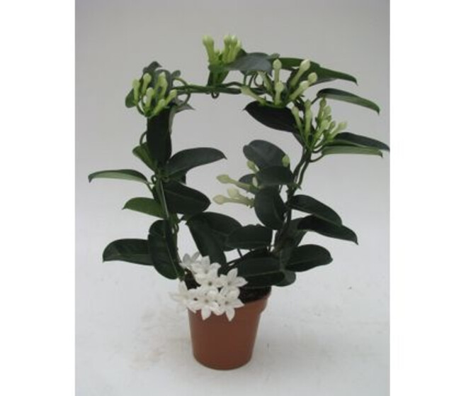 STEPHANOTIS 4/6GR