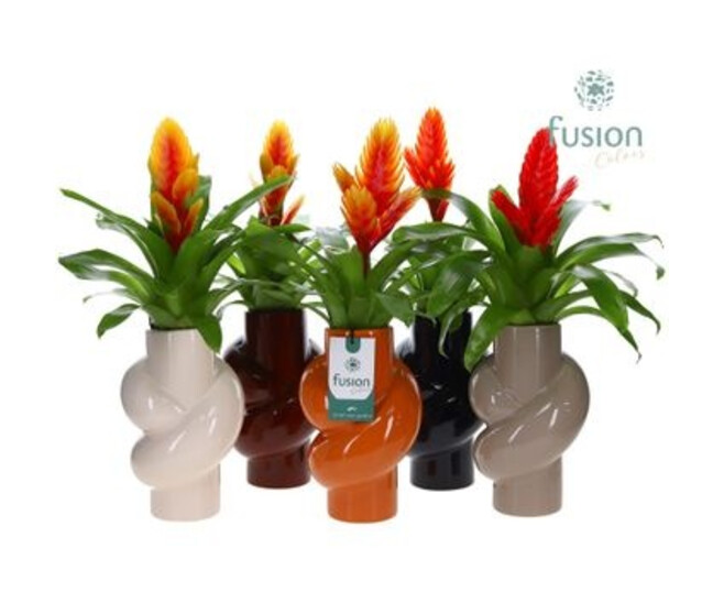 VRIESEA VARIE CERAM