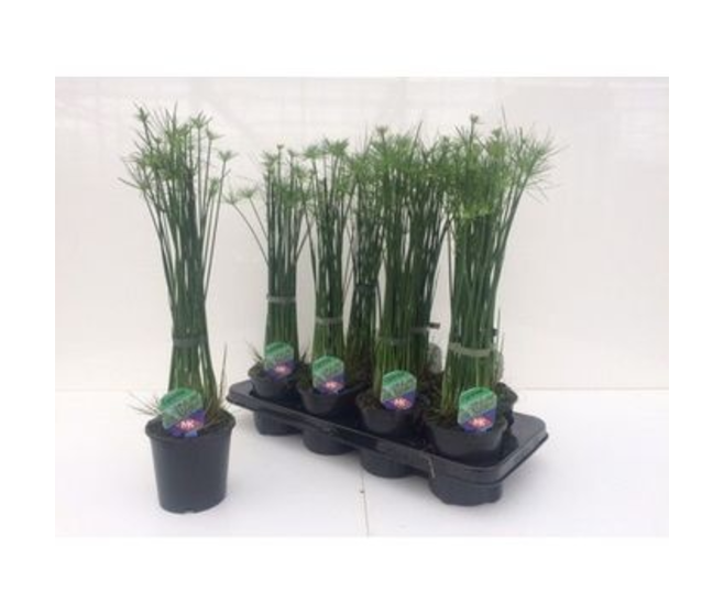 CYPERUS HASPAN