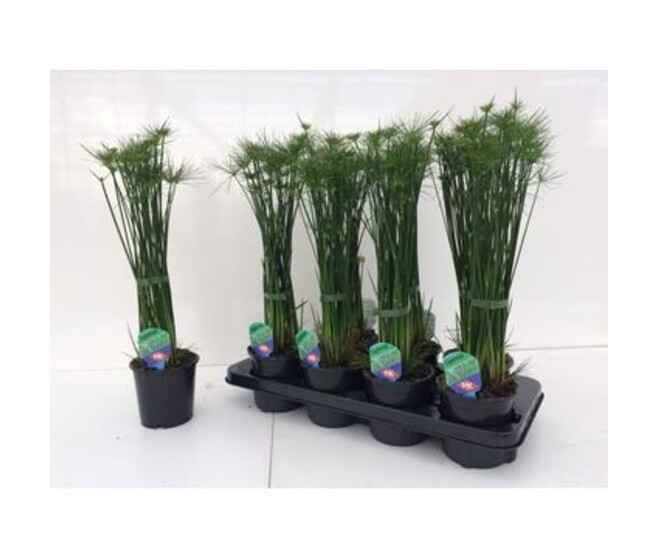 CYPERUS HASPAN