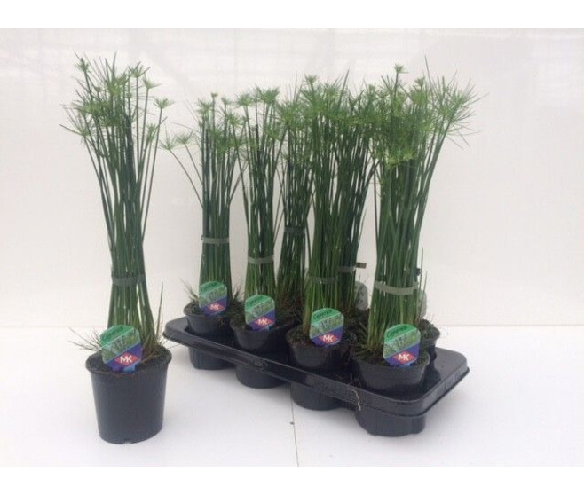 CYPERUS HASPAN