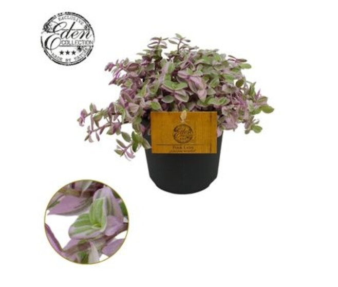 TRADESCANTIA CALLISIA