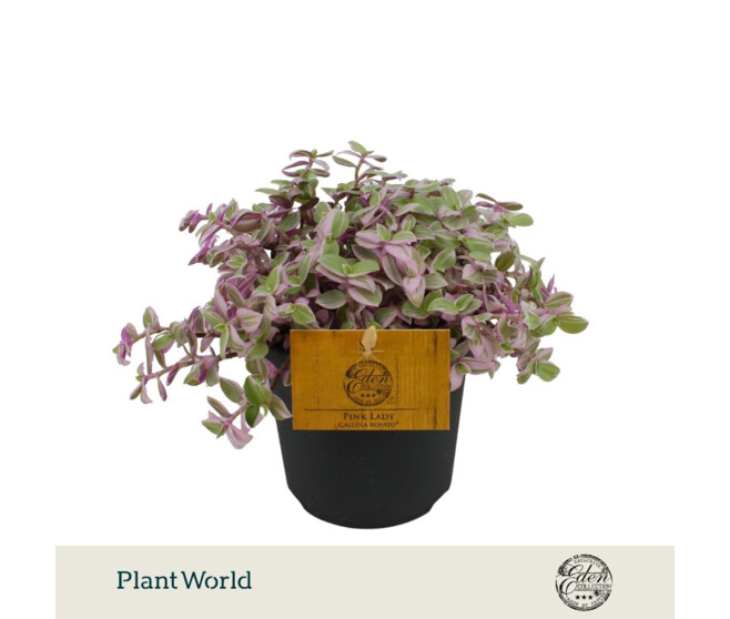 TRADESCANTIA CALLISIA