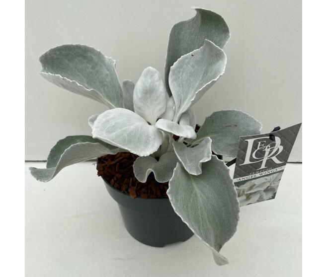 SENECIO ANGEL WINGS