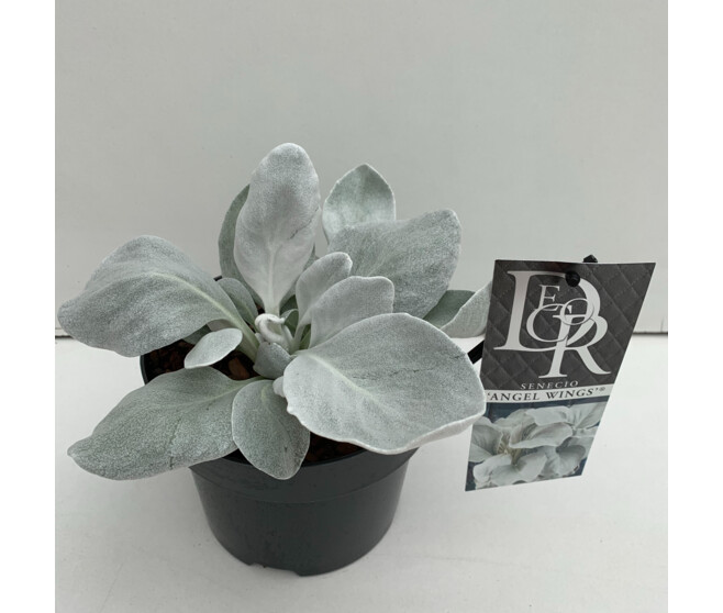 SENECIO ANGEL WINGS