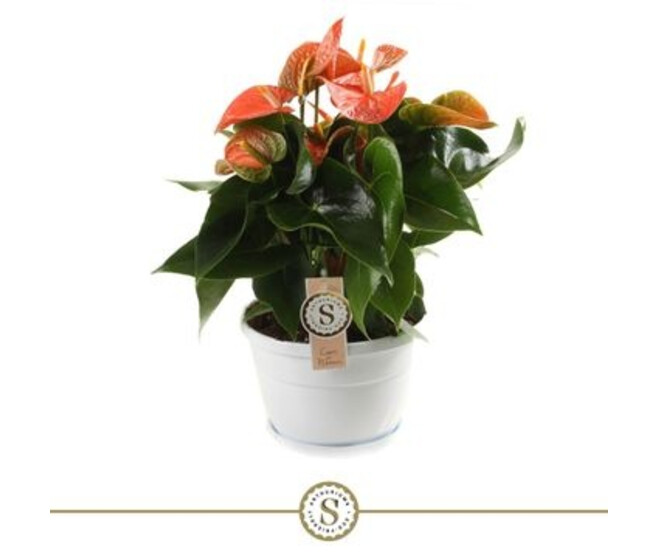 ANTHURIUM ANDREANUM ORANGE COUPE