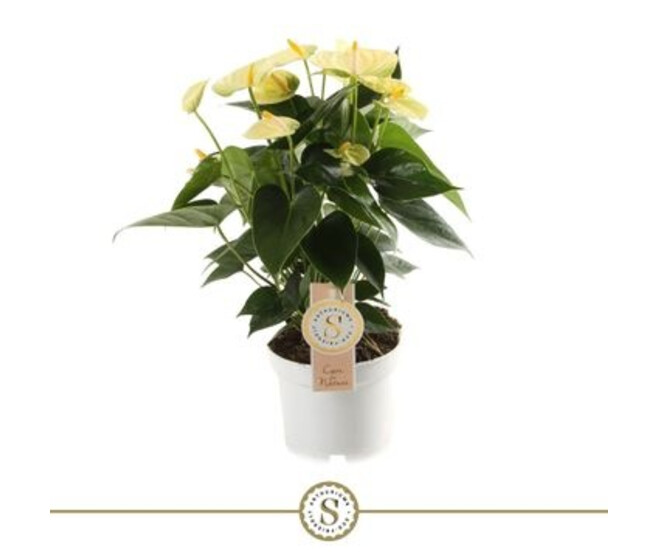 ANTHURIUM ANDREANUM JAUNE