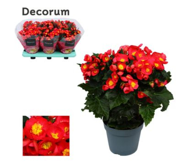 BEGONIA VALENTINO ROSE DECORUM