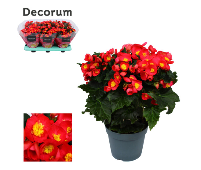 BEGONIA VALENTINO ROSE DECORUM