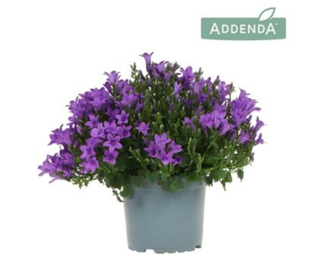 CAMPANULE INTENSE PURPLE