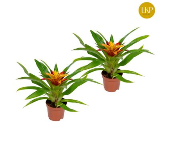GUZMANIA FLAVA ORANGE