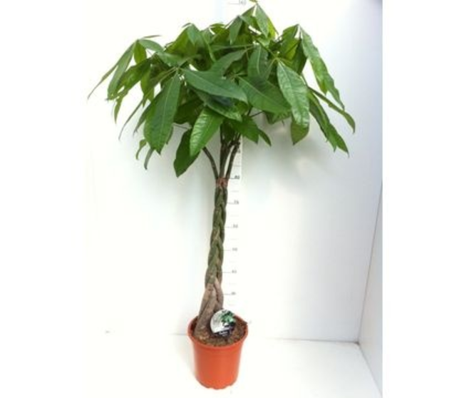 PACHIRA TRESSE