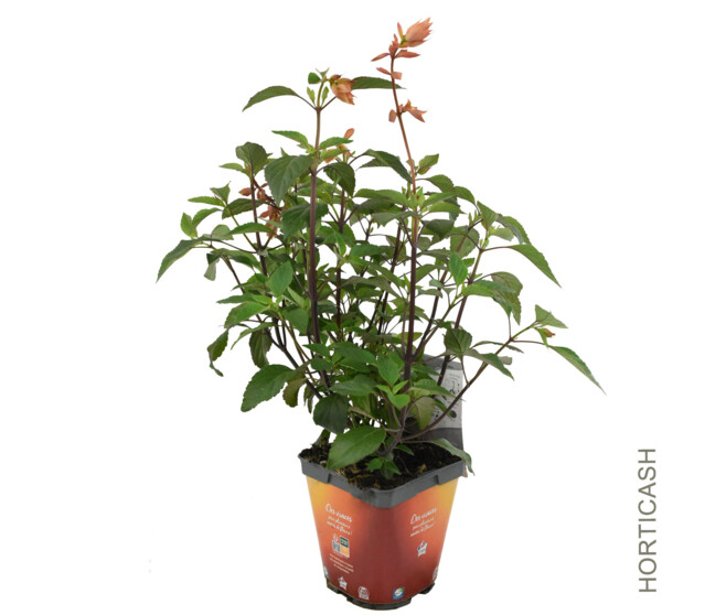 SAUGE GRAHAMII HOT LIPS