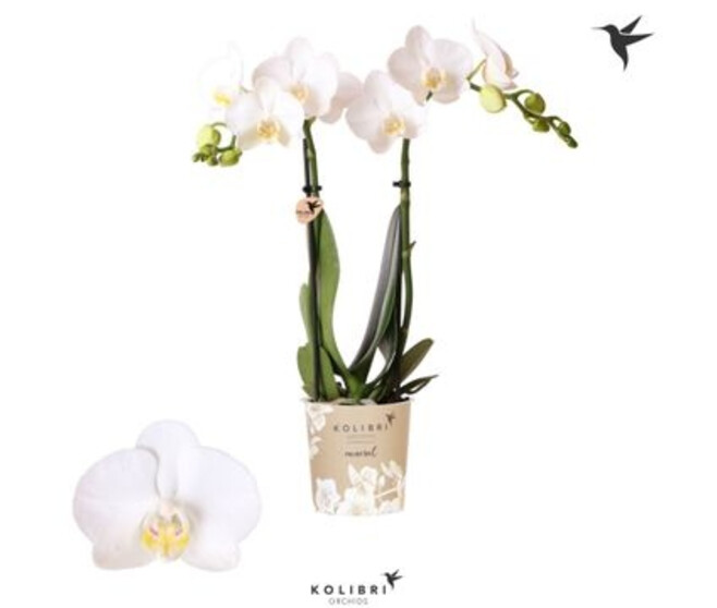 PHALAENOPSIS 2BR MF BLANC