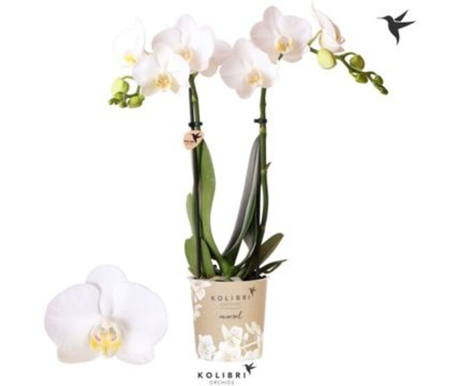 PHALAENOPSIS 2BR MF BLANC