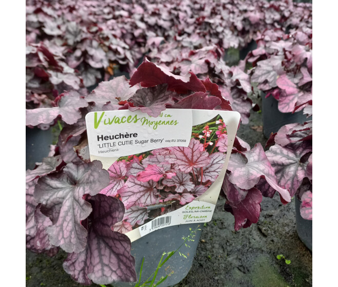 HEUCHERA LITTLE CUTIE SUGAR BERRY