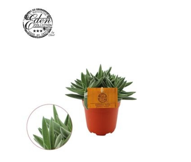 CRASSULA SARDIENA SIESTA TENELLI