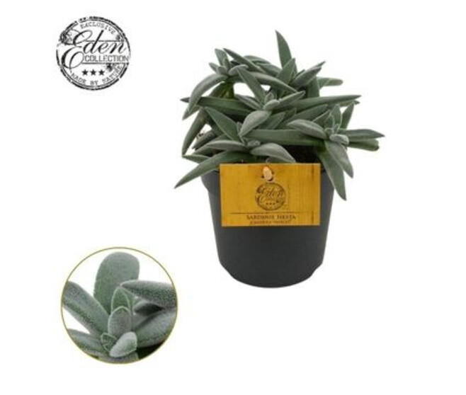 CRASSULA SARDIENA SIESTA TENELLI