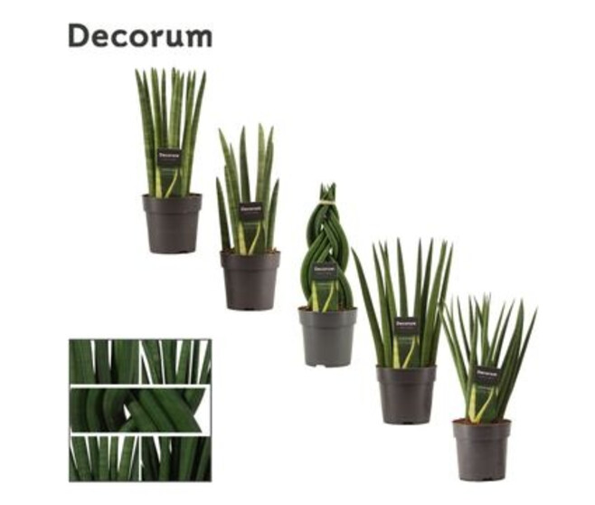 SANSEVIERIA CYLINDRICA VARIES