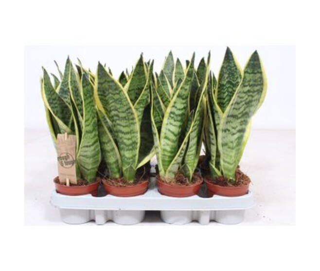 SANSEVIERIA FUTURA SUPERBA