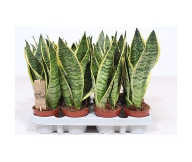 SANSEVIERIA FUTURA SUPERBA