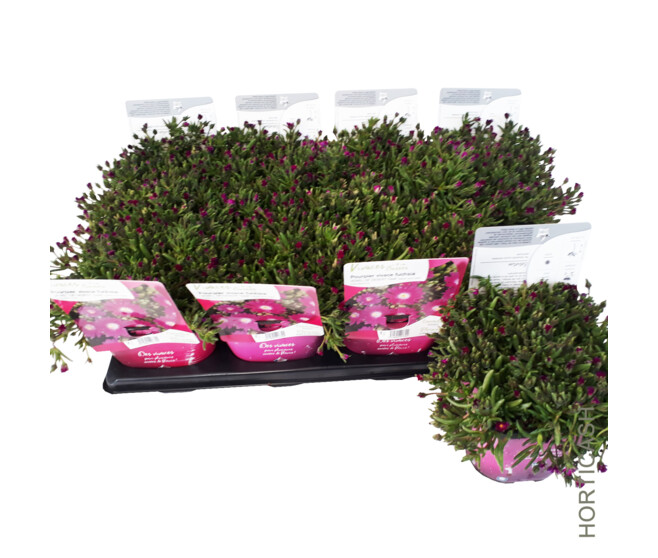 DELOSPERMA JEWEL OF DESERT OPALE