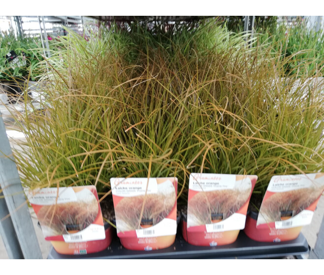 CAREX PRAIRIE FIRE COLOUR GRASS