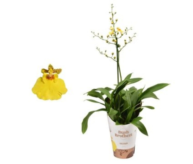 ONCIDIUM 1BR MUNSTERLAND STERN