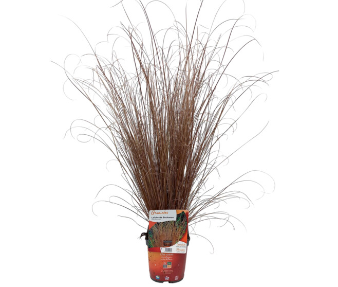 CAREX BUCHANANII
