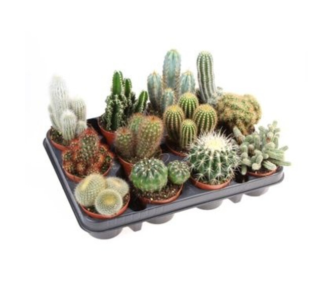 CACTUS VARIES