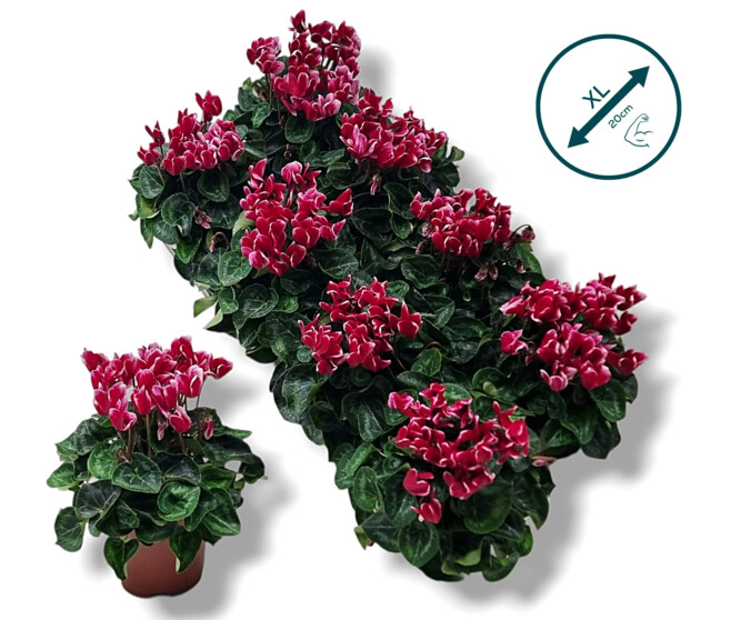 CYCLAMEN 20CM