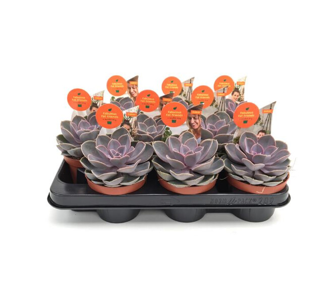 ECHEVERIA PERLE VON NURNBERG