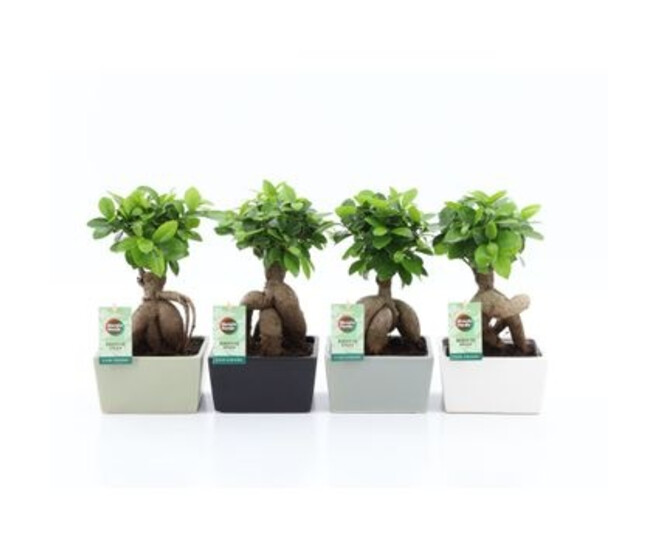 FICUS GINSENG CERAM
