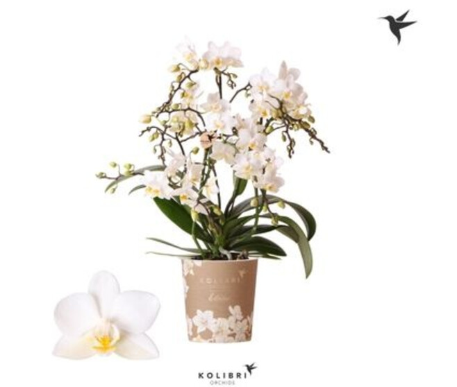 PHALAENOPSIS 4BR MF BLANC