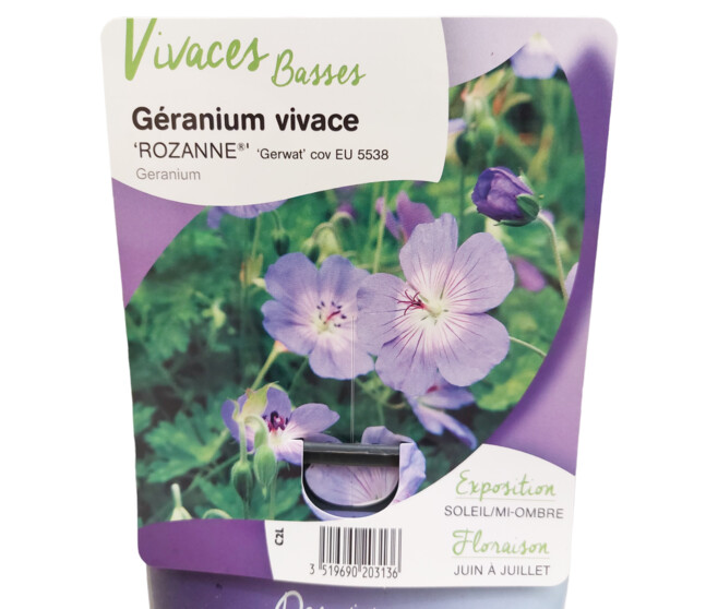 GERANIUM ROZANNE