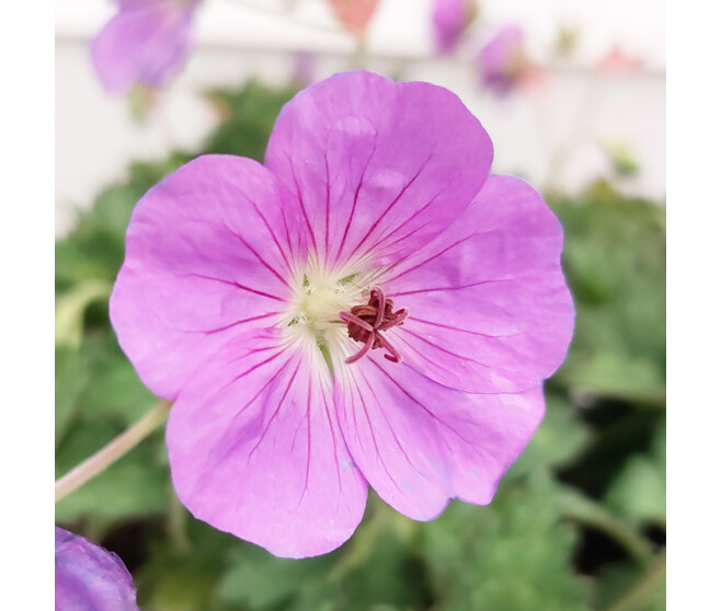 GERANIUM ROZANNE