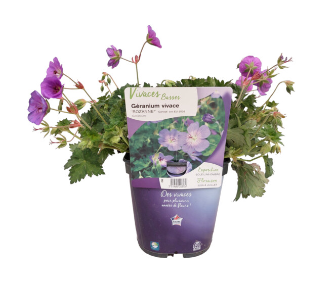 GERANIUM ROZANNE