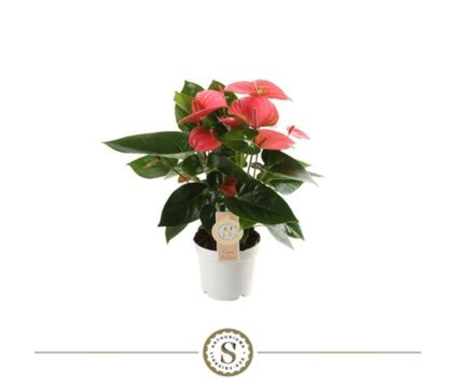 ANTHURIUM ANDREANUM PINK CHAMPION