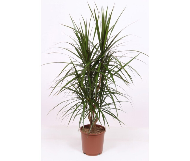 DRACAENA MARGINATA RAMIFIE