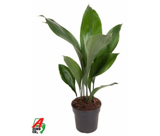 ASPIDISTRA