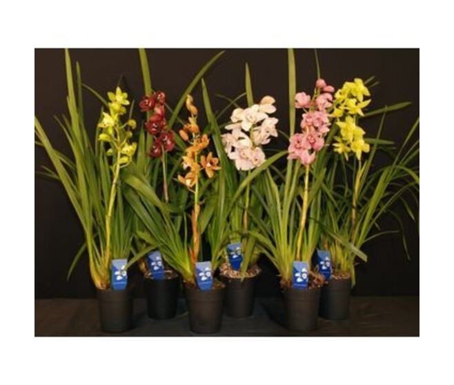 CYMBIDIUM 1BR VARIE