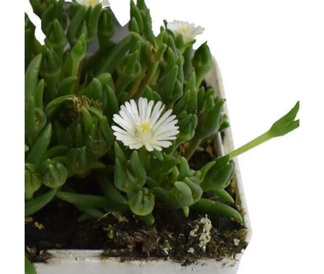 DELOSPERMA JEWEL OF DESERT MOON STONE
