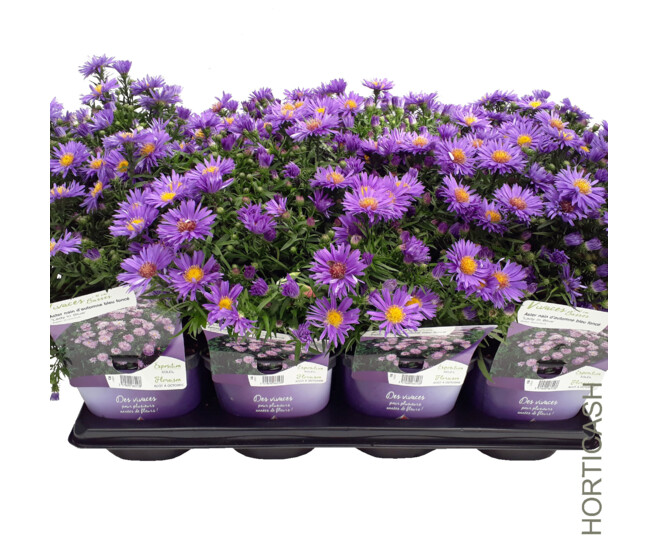 ASTER DUMOSUS LADY IN BLUE