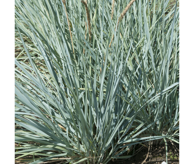 ELYMUS ARENARIUS