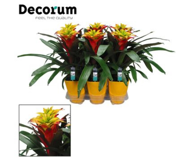 GUZMANIA JAUNE ROUGE CERAM