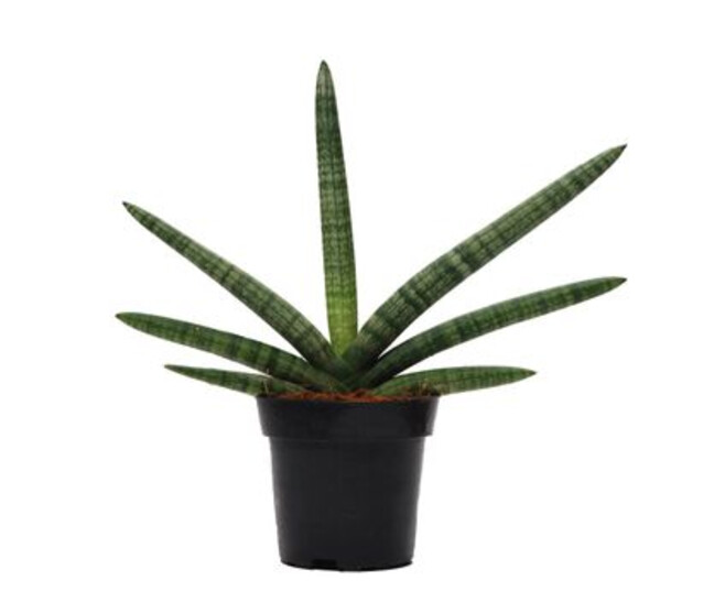 SANSEVIERIA BONCEL